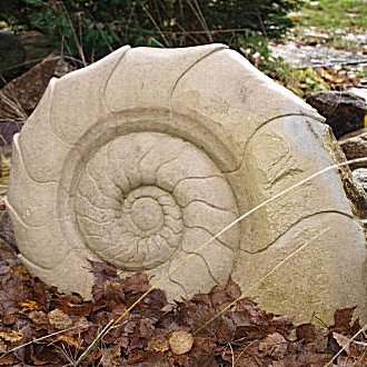 Ammonit Jurakalkstein